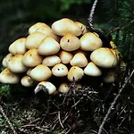 Σαλέ Le Forestier Bullange