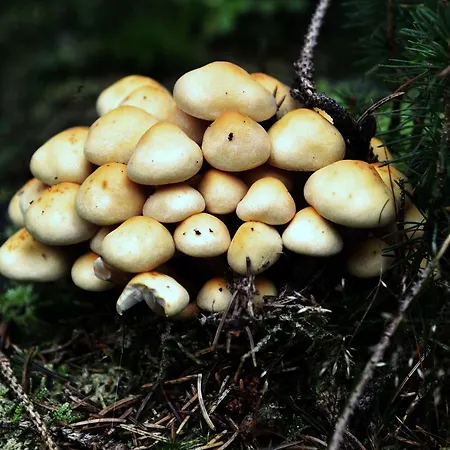Domek alpejski Le Forestier Bullange