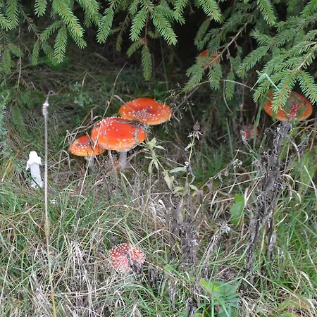 Le Forestier בקתה בולאנז'