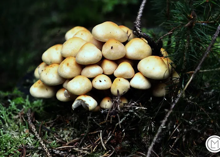 木屋 Le Forestier 比林根