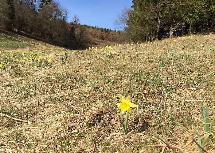 Le Forestier * 比林根