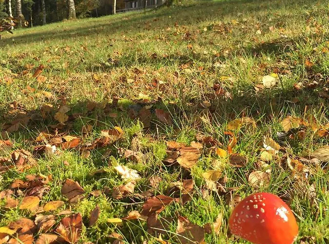 Le Forestier * 比林根